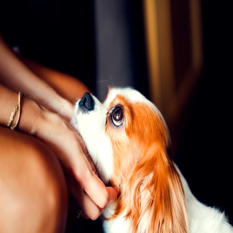 펫트러스트 (Pet Trust)